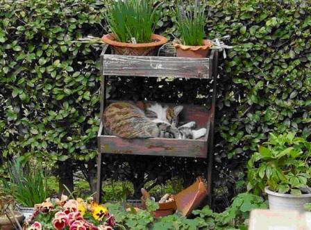 猫の昼寝